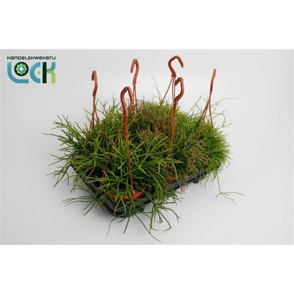 <h4>Rhipsalis mix in hang pot</h4>