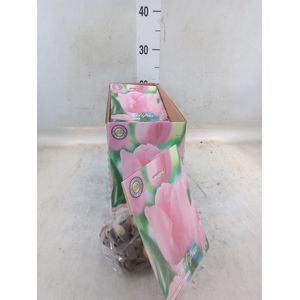 Tulipa   ...flowerbulbs