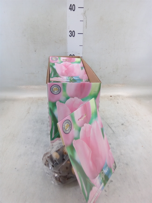 <h4>Tulipa   ...flowerbulbs</h4>