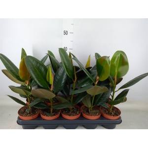 Ficus elastica 'Robusta'