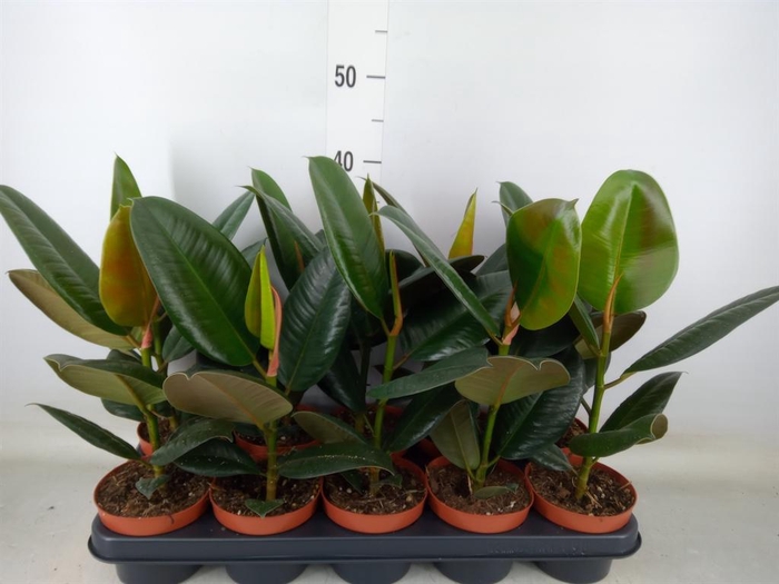 <h4>Ficus elastica 'Robusta'</h4>