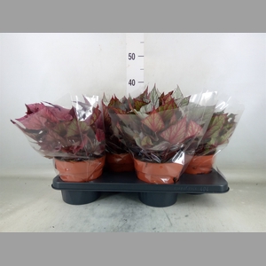 Begonia BD 'Beleaf'   ...mix