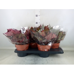 Begonia BD 'Beleaf'   ...mix