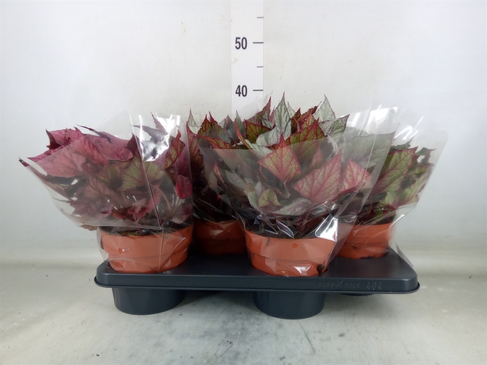 <h4>Begonia BD 'Beleaf'   ...mix</h4>