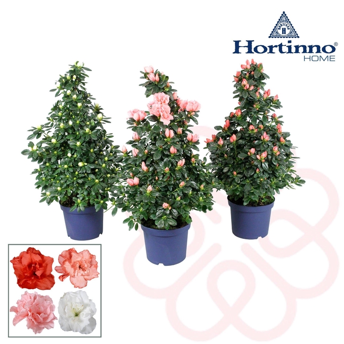 <h4>Hortinno® Home piramide 'gemengd' 65 cm</h4>