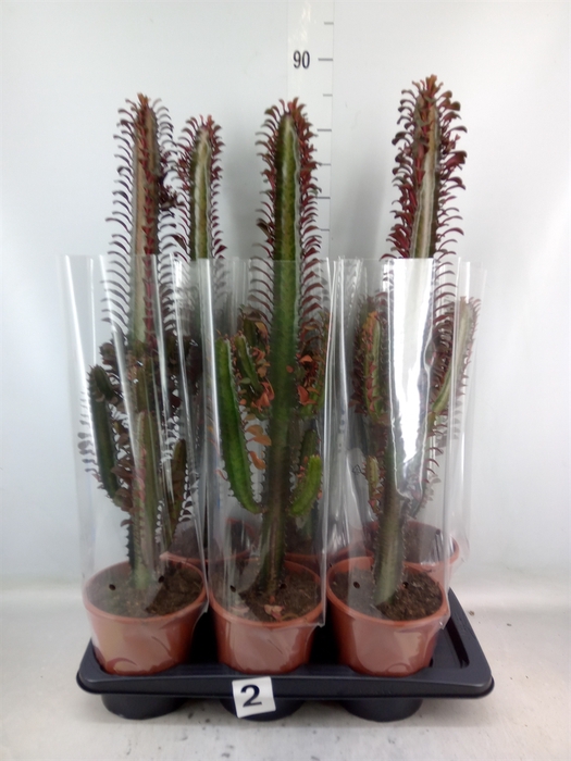 <h4>Euphorbia trigona 'Rubra'</h4>