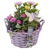 Arrangementen Perkplanten mand PTPP6957 Osteospermum, Hedera, Dianthus