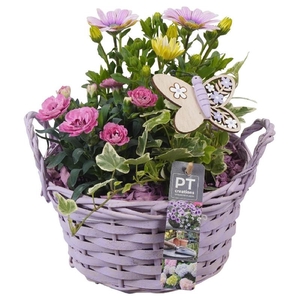 Arrangementen Perkplanten mand PTPP6957 Osteospermum, Hedera, Dianthus
