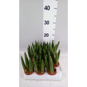 Sansevieria cyl.  ...