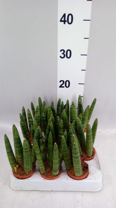 <h4>Sansevieria cyl.  ...</h4>