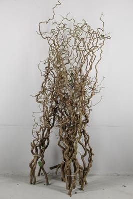 <h4>Corylus (2-jarig)</h4>