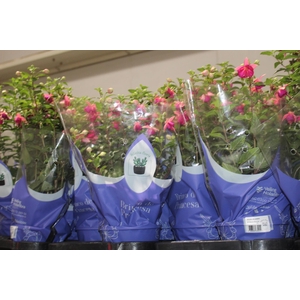 BRINCO DE PRINCESA P15