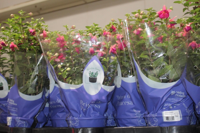 <h4>BRINCO DE PRINCESA P15</h4>