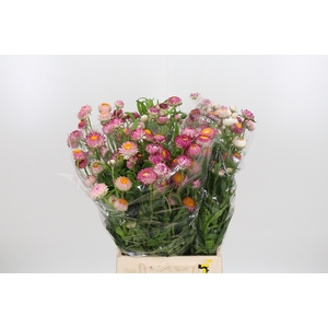 Helichrysum Roze