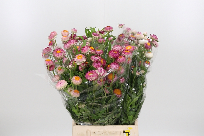 <h4>Helichrysum Roze</h4>