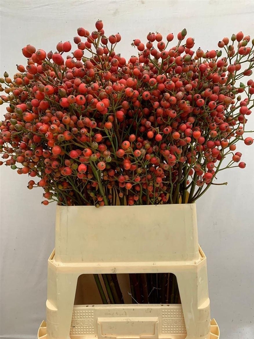 <h4>Rosa Magical Passoa</h4>