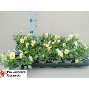 VIOLA CORNUTA TW PRIMEROSE