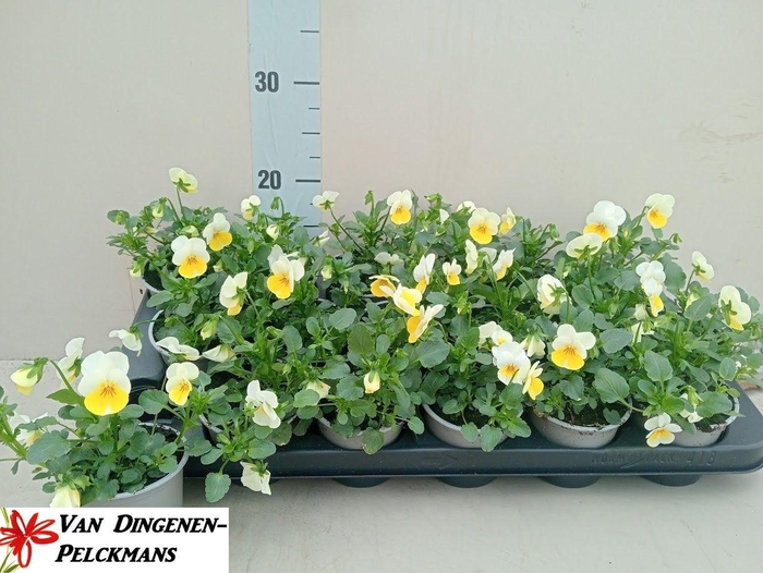 <h4>VIO CO TW PRIMEROSE</h4>