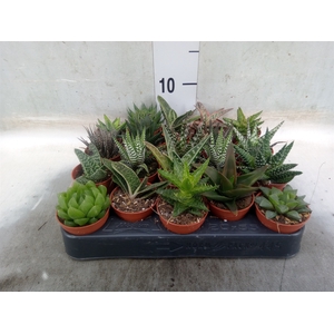 Aloe   ...mix