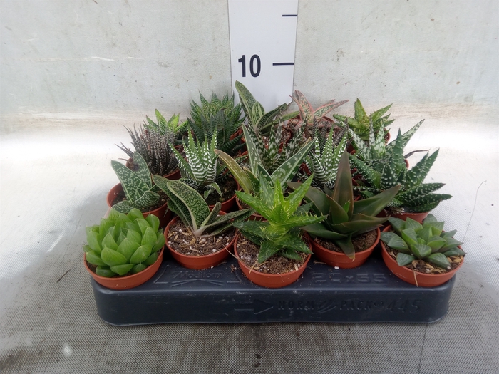 <h4>Aloe   ...mix</h4>