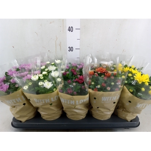 Chrysanthemum   ..mix 5