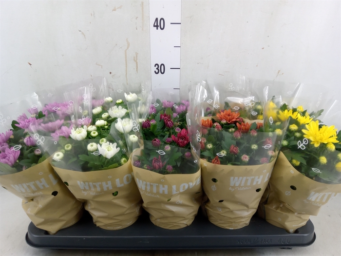 <h4>Chrysanthemum   ..mix 5</h4>