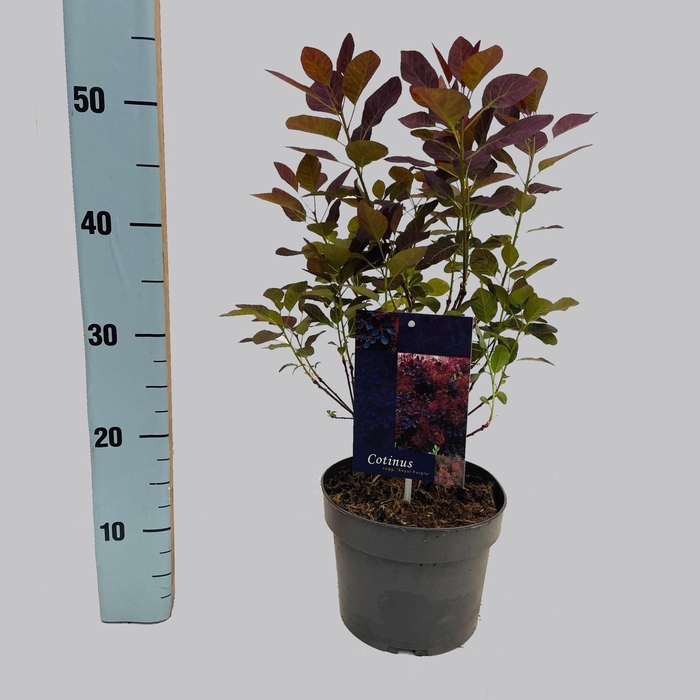 <h4>Cotinus Royal Purple</h4>