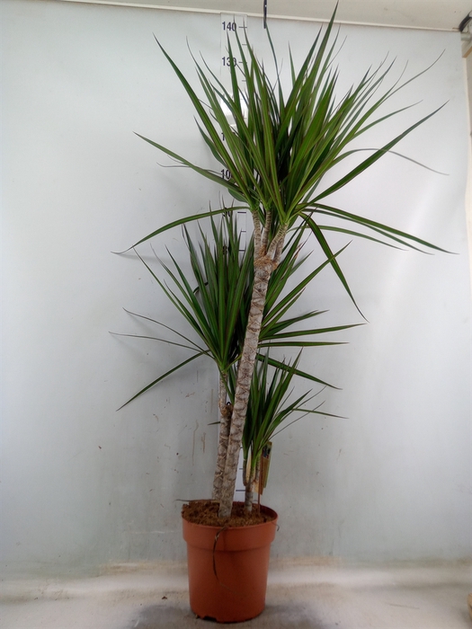 <h4>Dracaena marg.</h4>