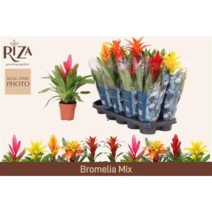 BROMELIA GEM 6 SRT