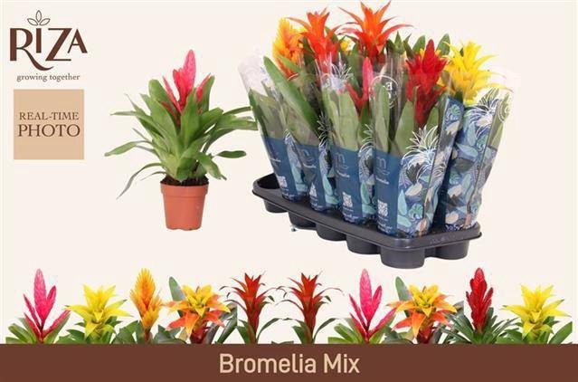 BROMELIA GEM 6 SRT