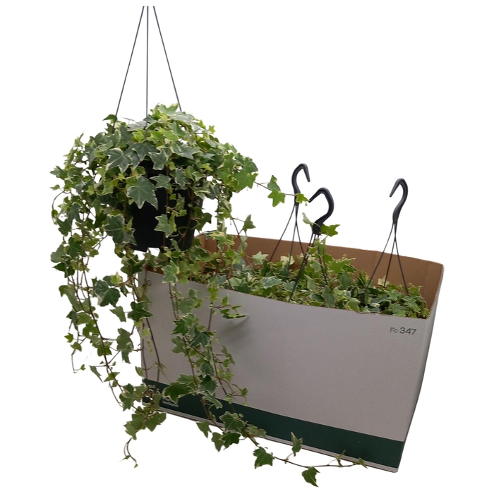 <h4>HED HE ESTHER</h4>