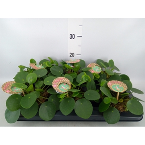Pilea peperomoides