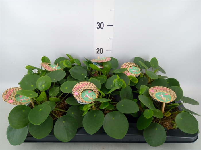 <h4>Pilea peperomoides</h4>