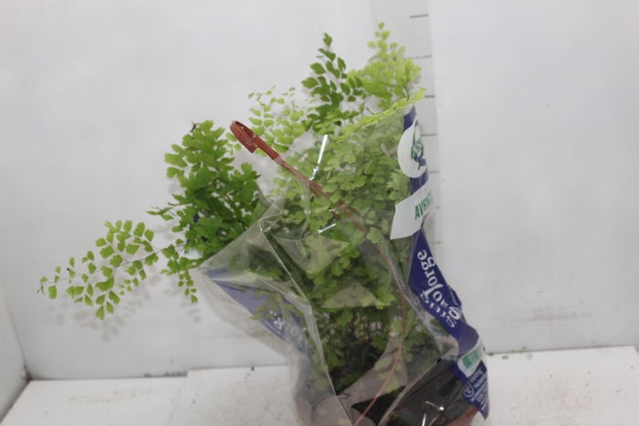 <h4>AVENCA VARIADA C21</h4>