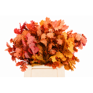 Quercus Preserved Mix (oak,eik)