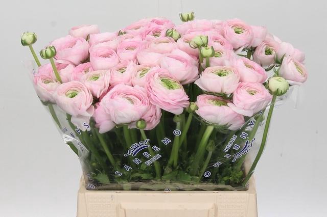 <h4>Ranunculus Clooney Polka Extra</h4>