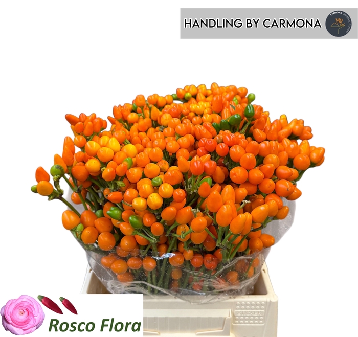 <h4>CAP ORANGE CANDY</h4>
