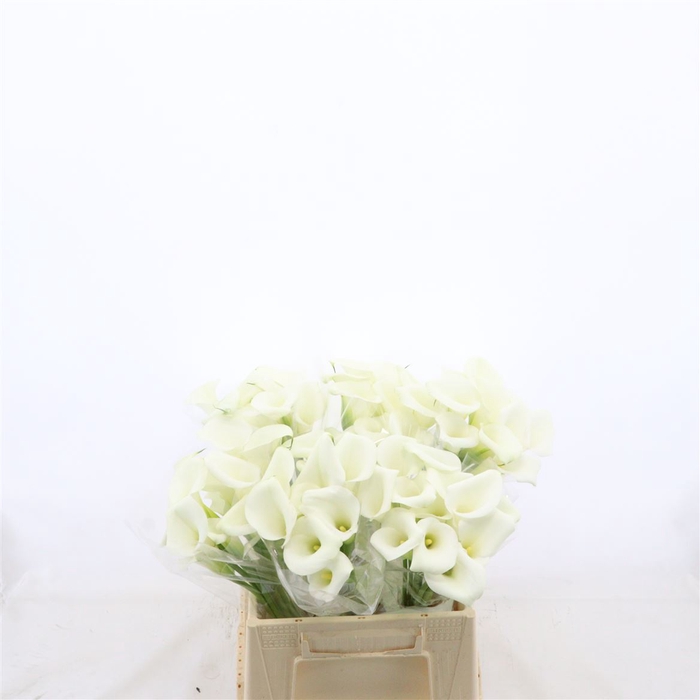 <h4>Calla White Art</h4>