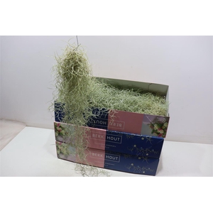 Till Usneoides