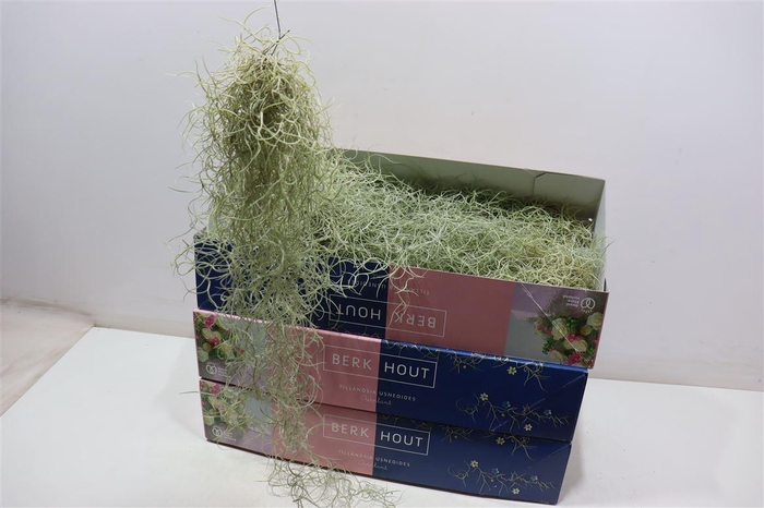 <h4>Till Usneoides</h4>