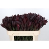 Leucadendron Saf Sunset Dark R.