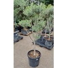 Olea Europaea Pon Pon P50 H200 Nr11