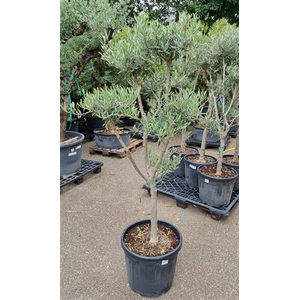 OLEA EUROPAEA