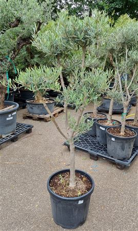 <h4>OLEA EUROPAEA</h4>