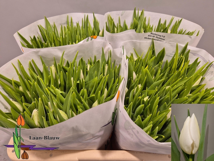 <h4>TU EN POLAR BEAR</h4>