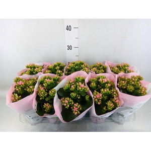 Kalanchoe  'MoreFlow Lillian'