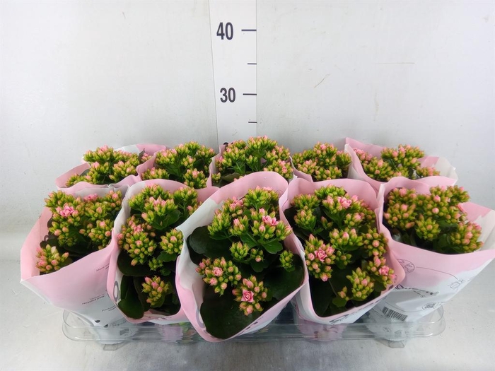 <h4>Kalanchoe 'MoreFlow Lillian'</h4>