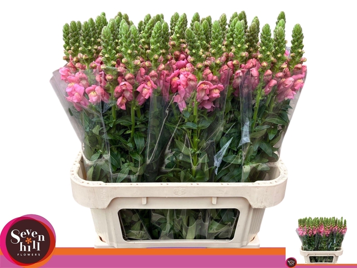 <h4>ANTIR COOL ROSE</h4>