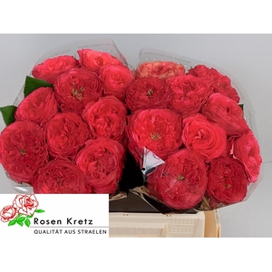 R GR WINDSOR CHARME+