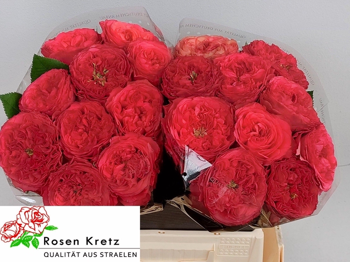 <h4>R GR WINDSOR CHARME+</h4>